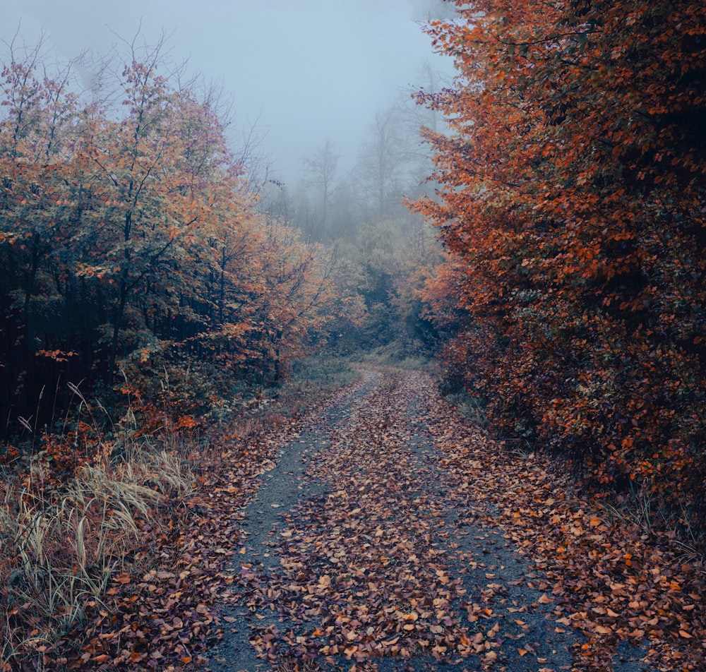 a dirt road surrounded by trees