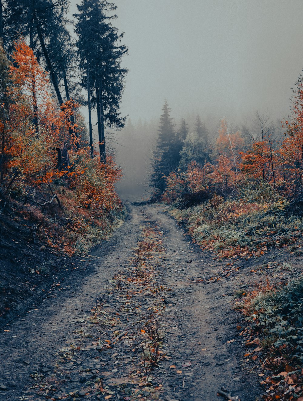 a dirt road with trees on either side of it