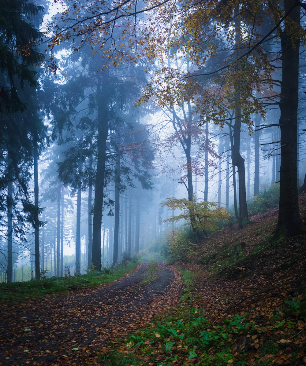 a path in a forest