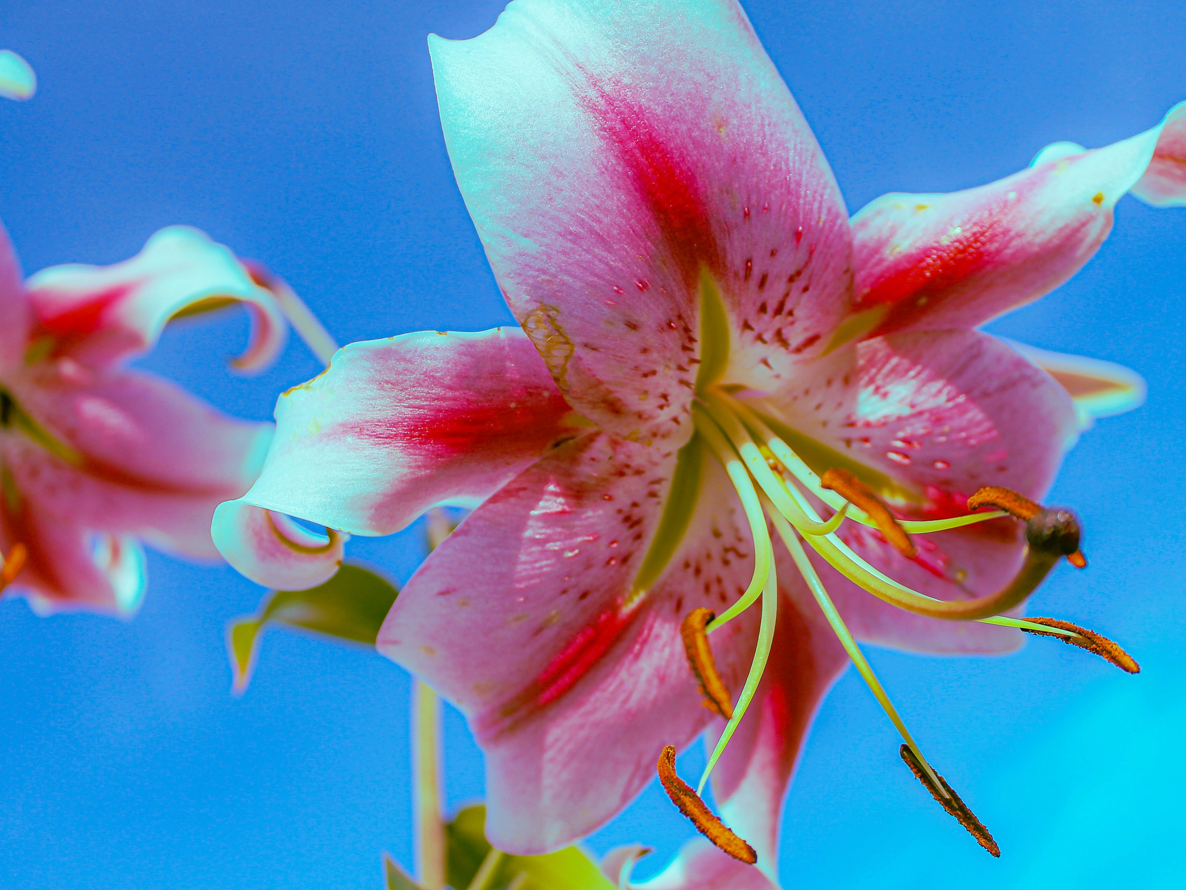 Photo by dragoncy635