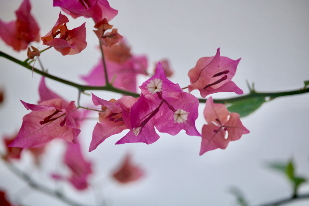 a close up of pink flowers