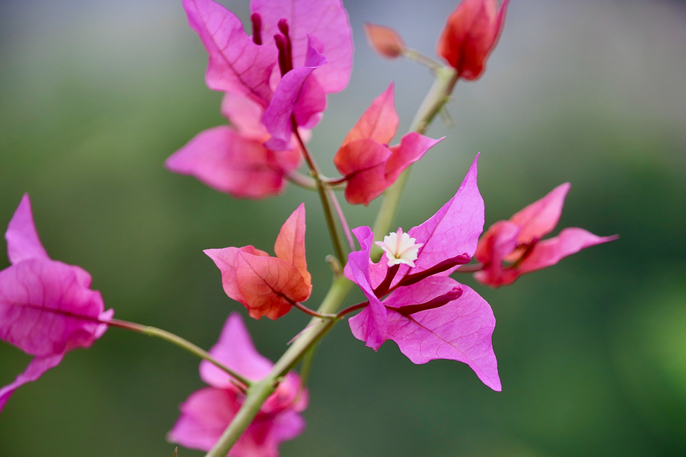 a close up of a flower