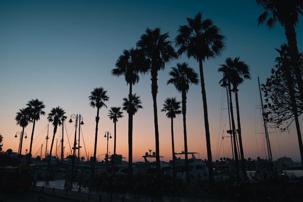 a group of palm trees