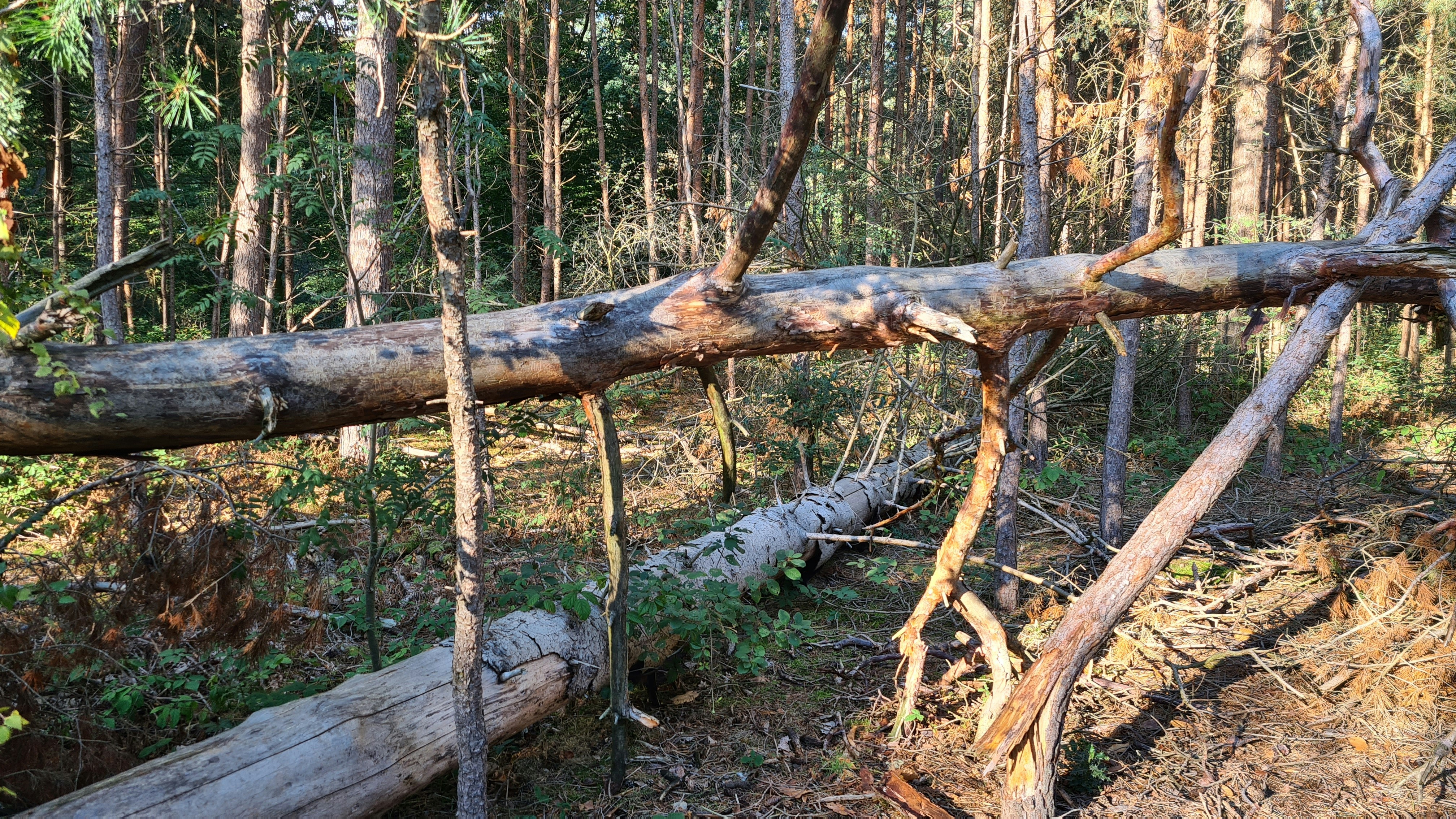 Afbeelding van Amersfoort