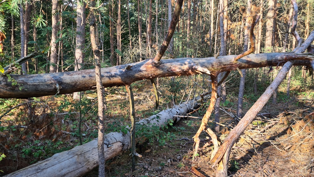 a fallen tree in a forest