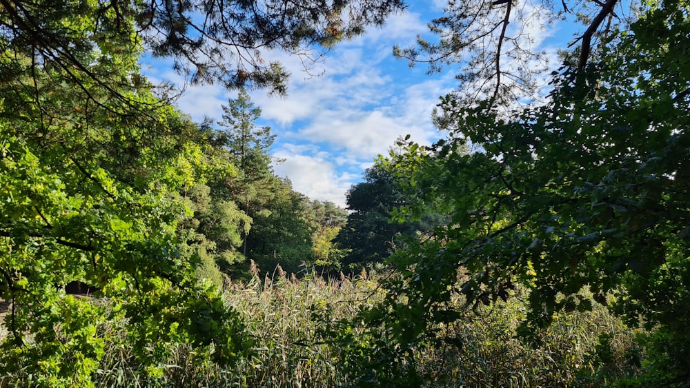 a group of trees