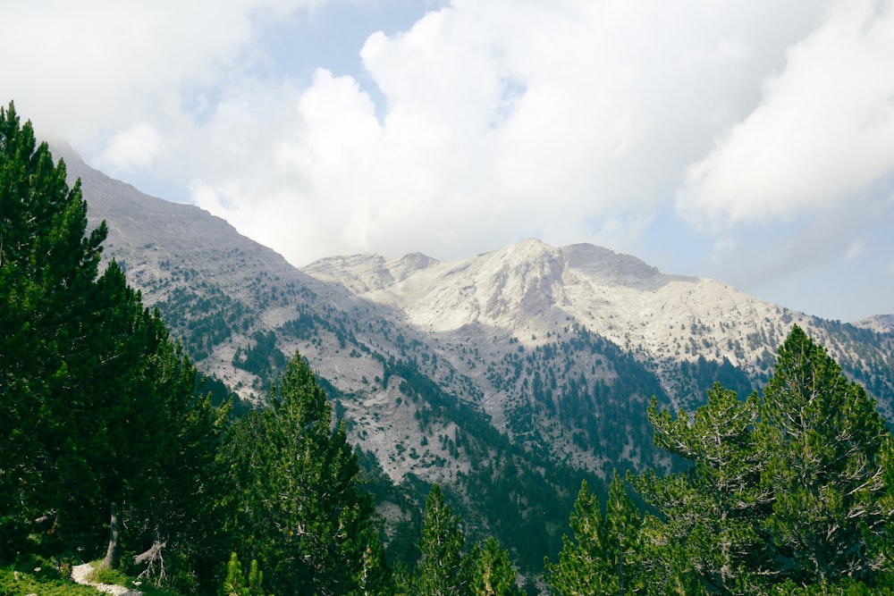 a mountain range with trees