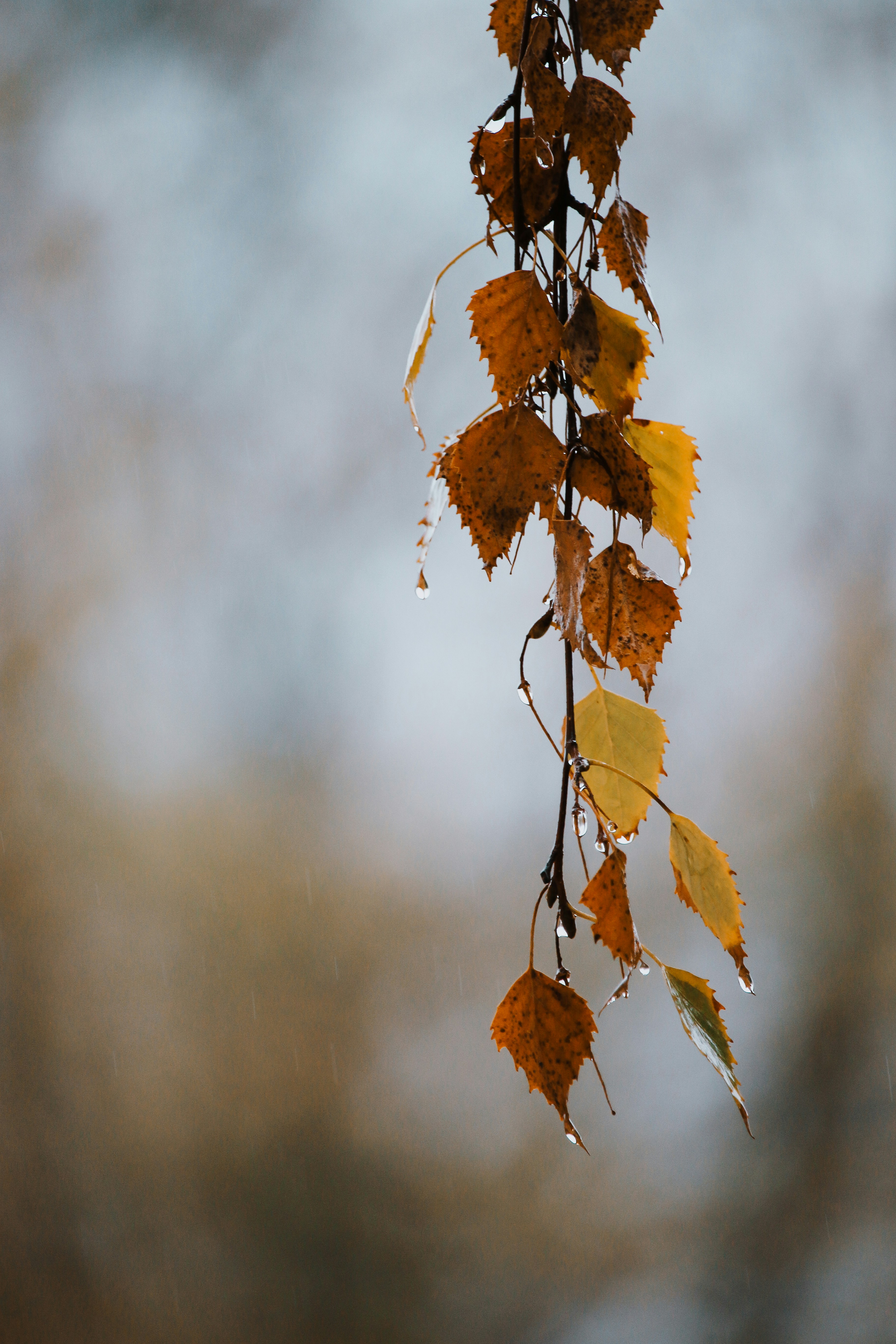 a close-up of a plant