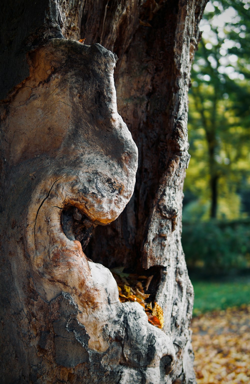 a tree trunk with a hole in it