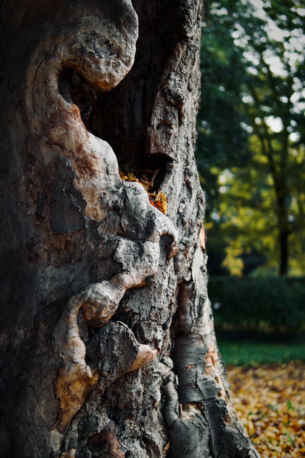 a tree trunk with a hole in it