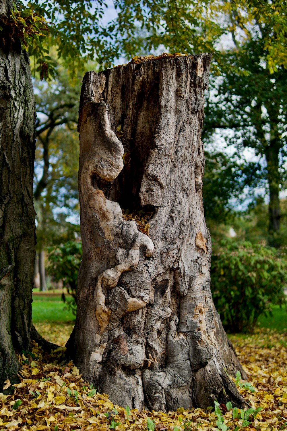 a tree trunk with a face carved into it