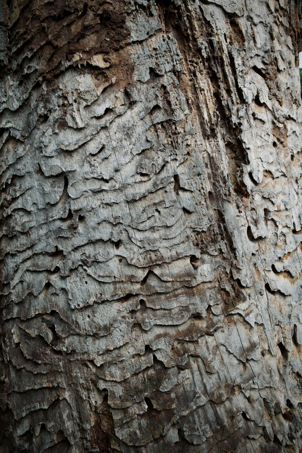 a close up of a tree bark