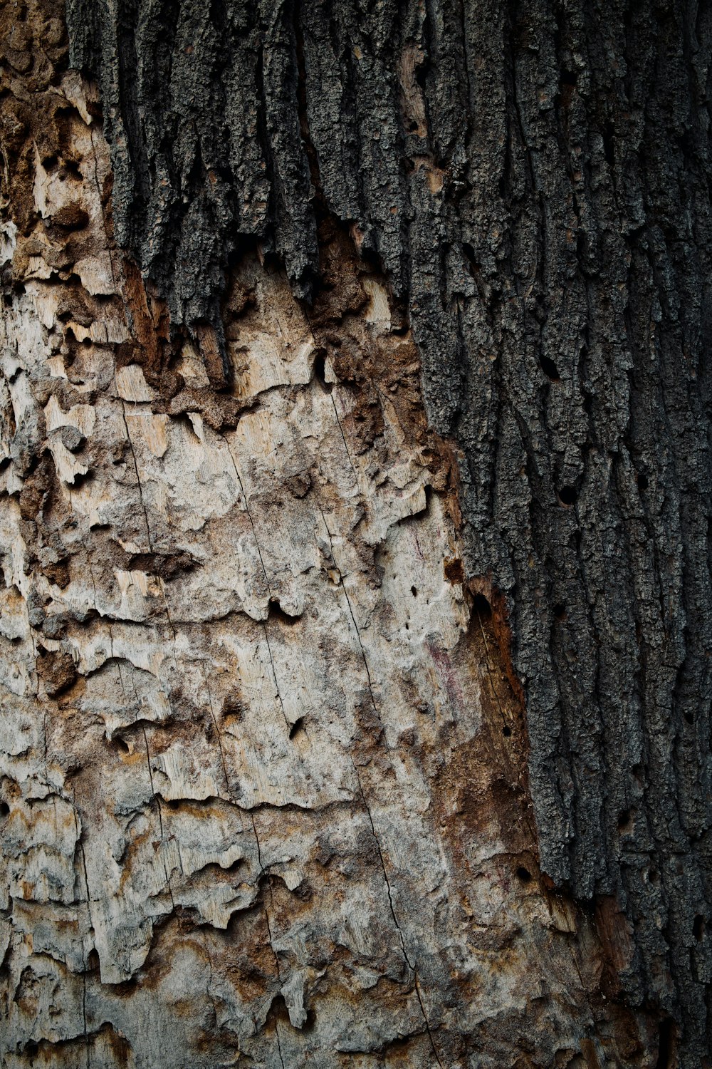 a close up of a tree bark