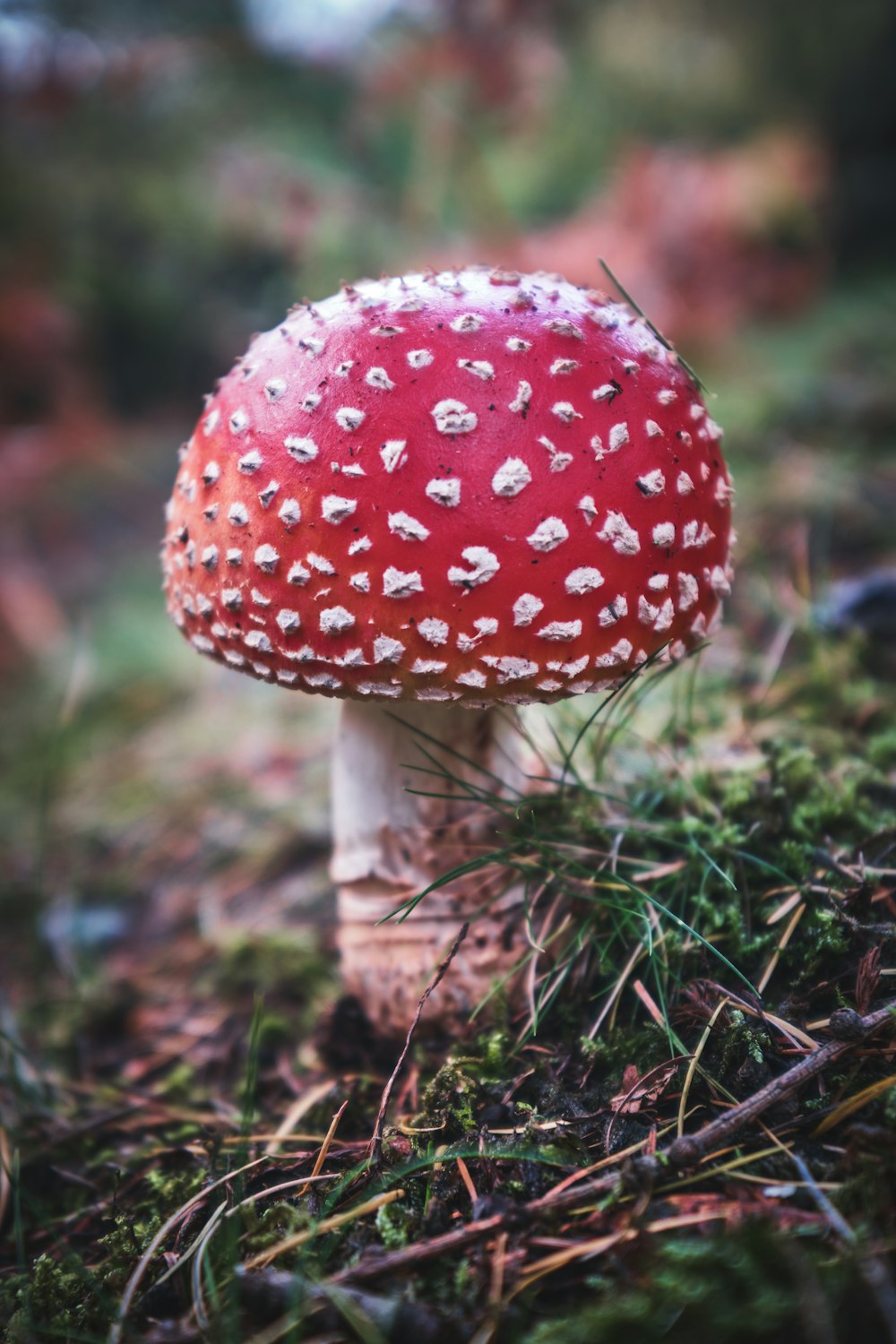 a red and white mushroom