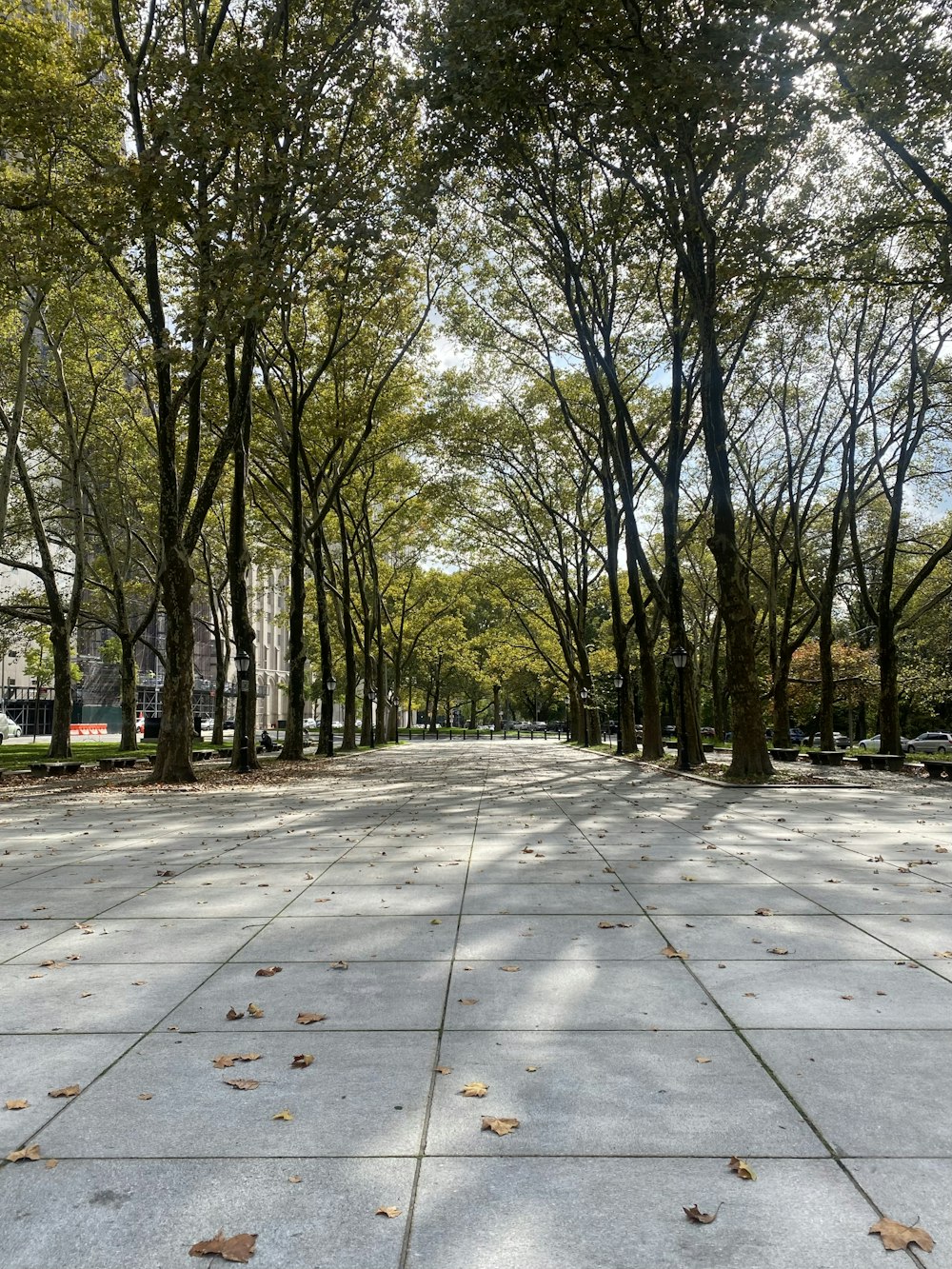 a road with trees on the side