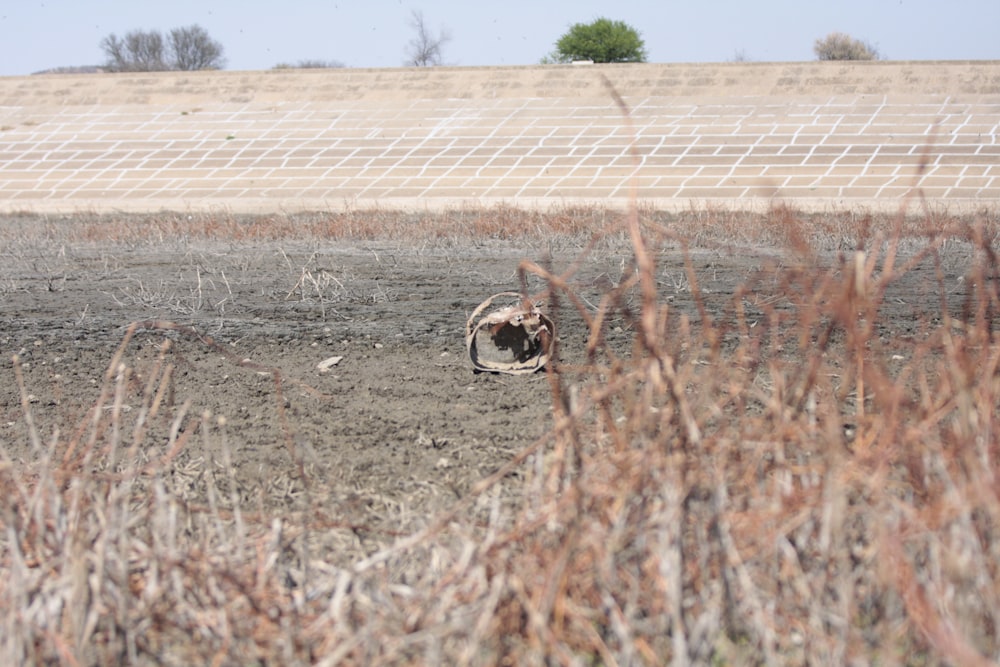 a spider in a field