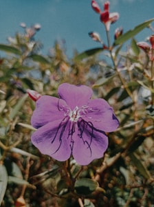 Cattleya Morada