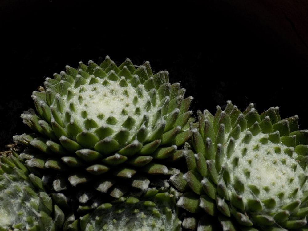 a close up of a plant