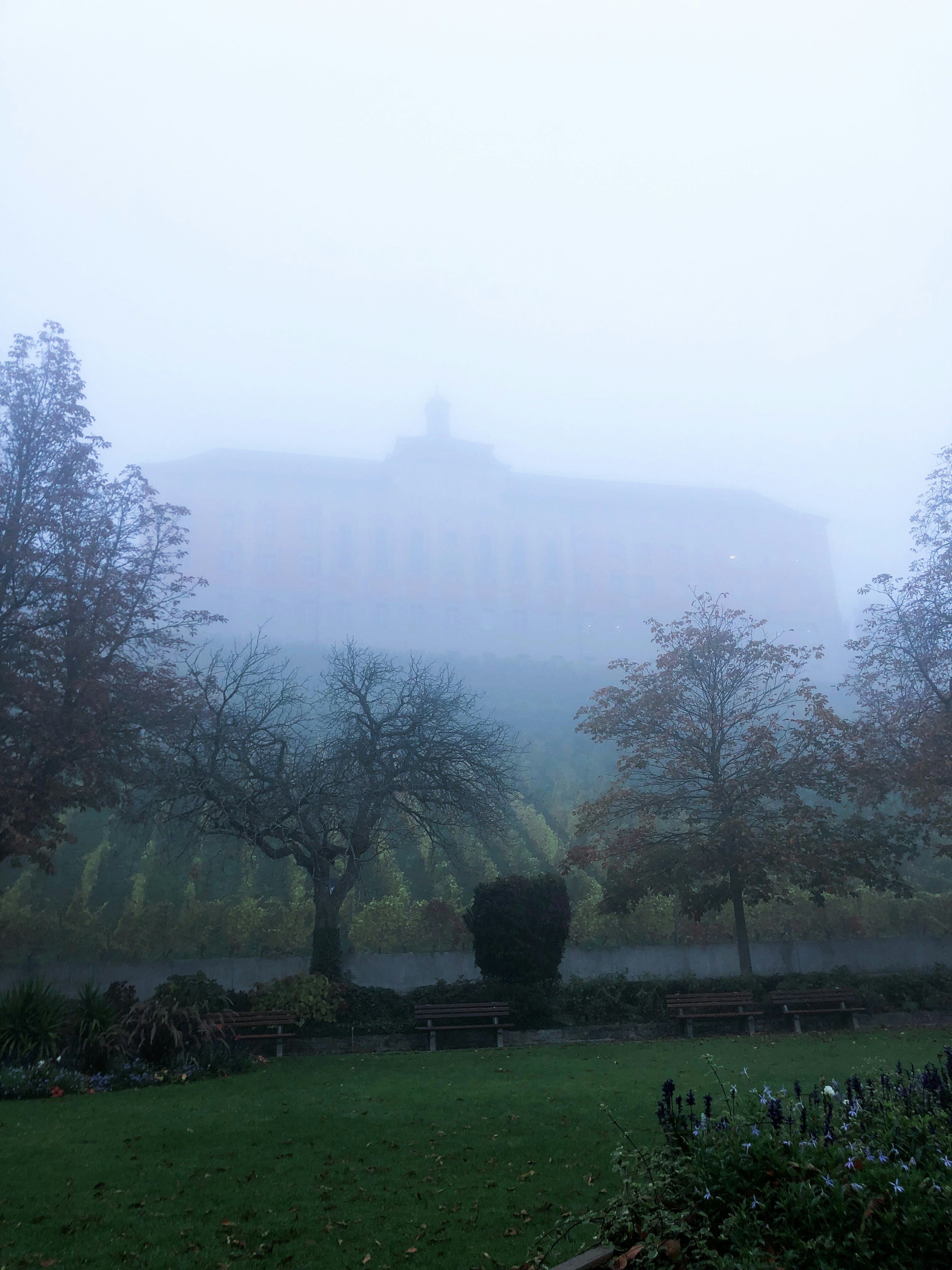 a foggy field with trees and a bench