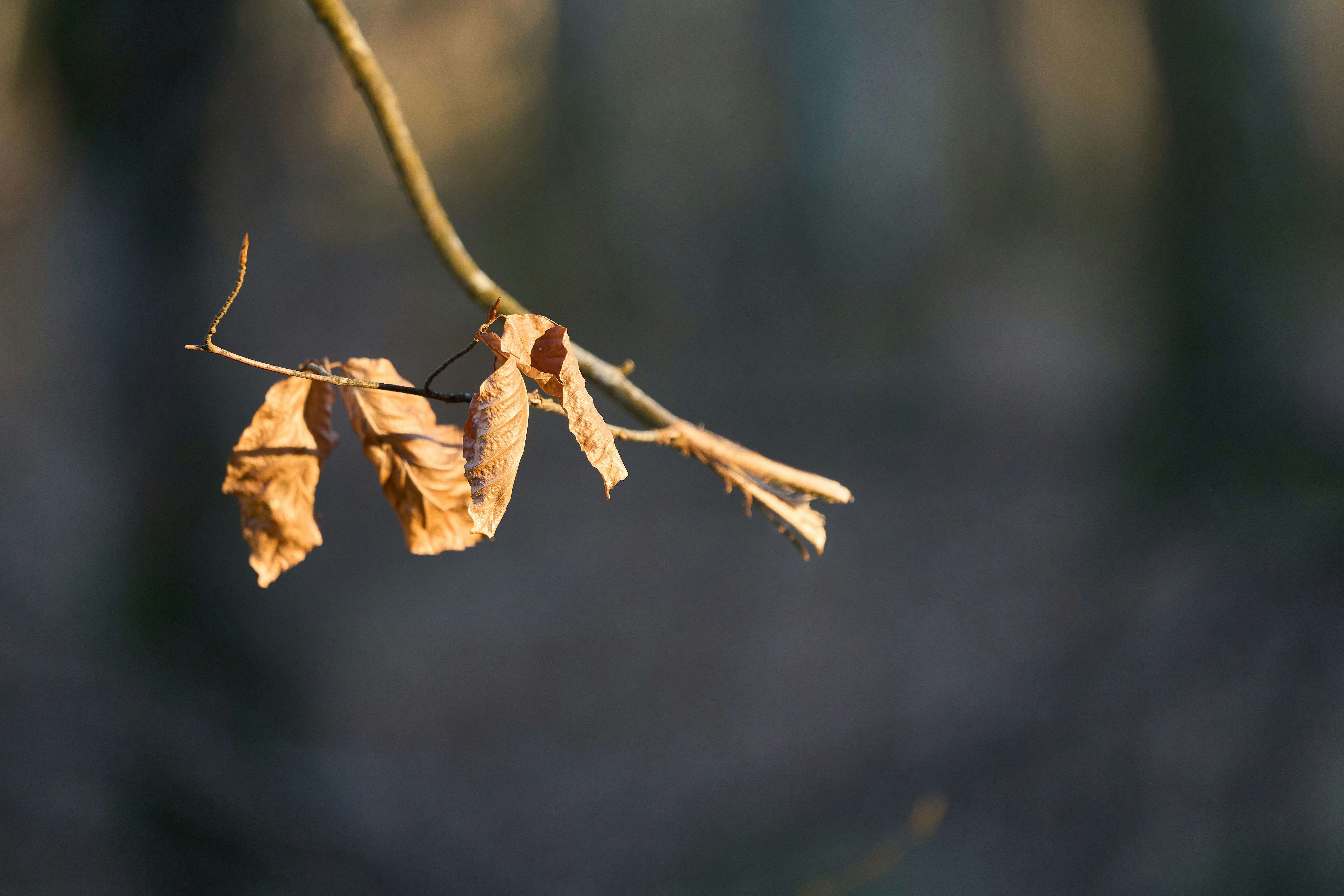 Photo by wolfgang_hasselmann