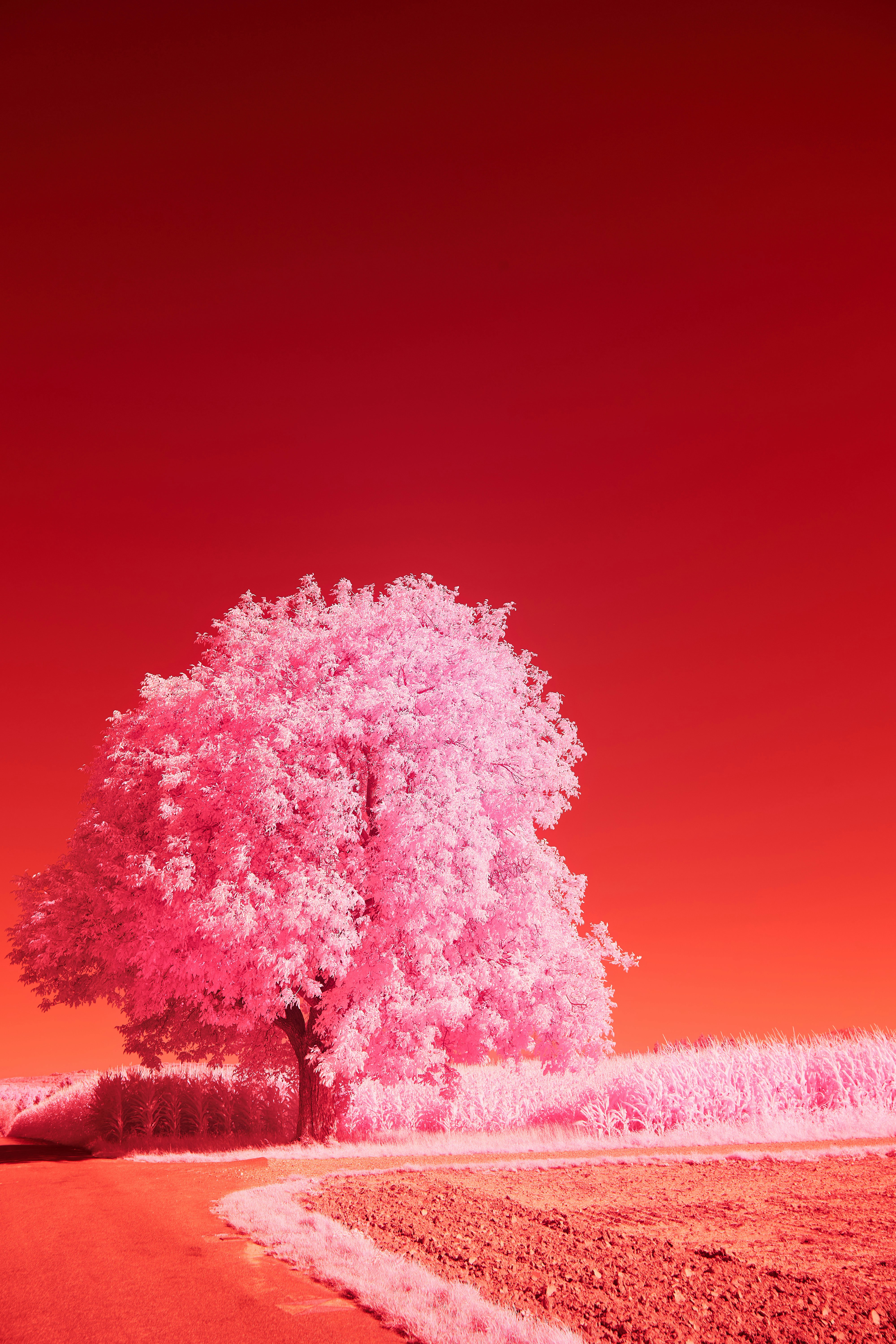 Photo by wolfgang_hasselmann