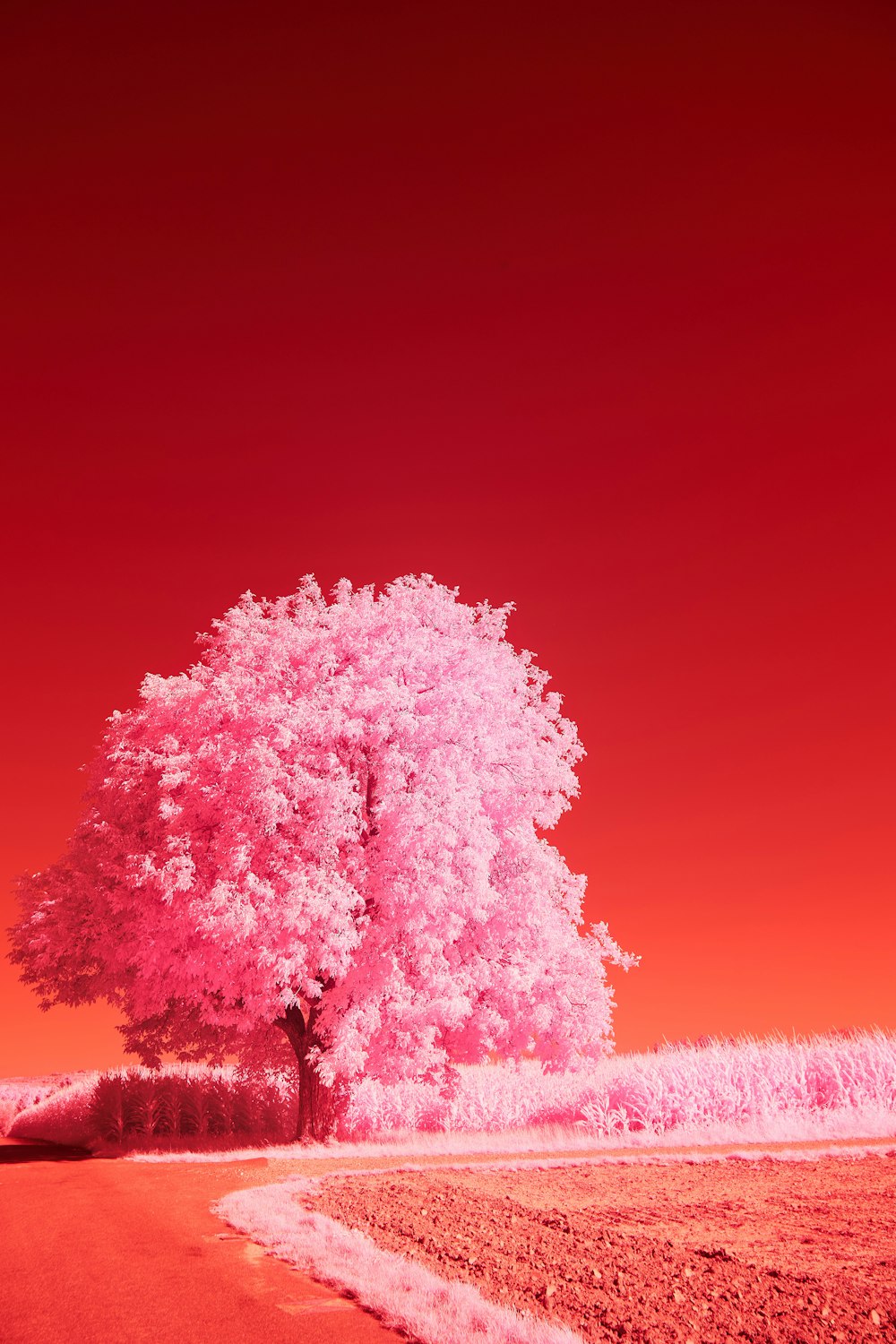 a tree with pink flowers