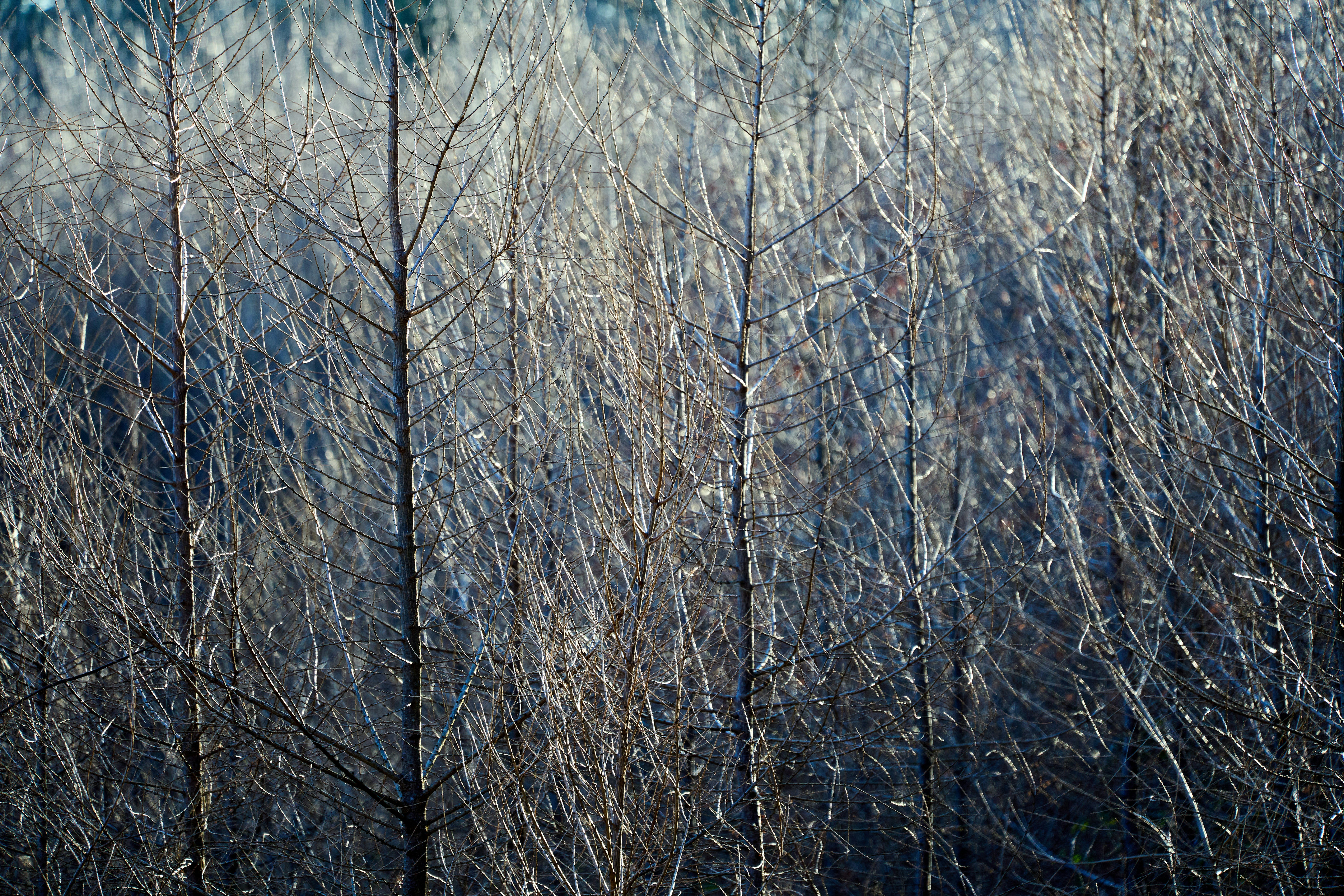 Photo by wolfgang_hasselmann