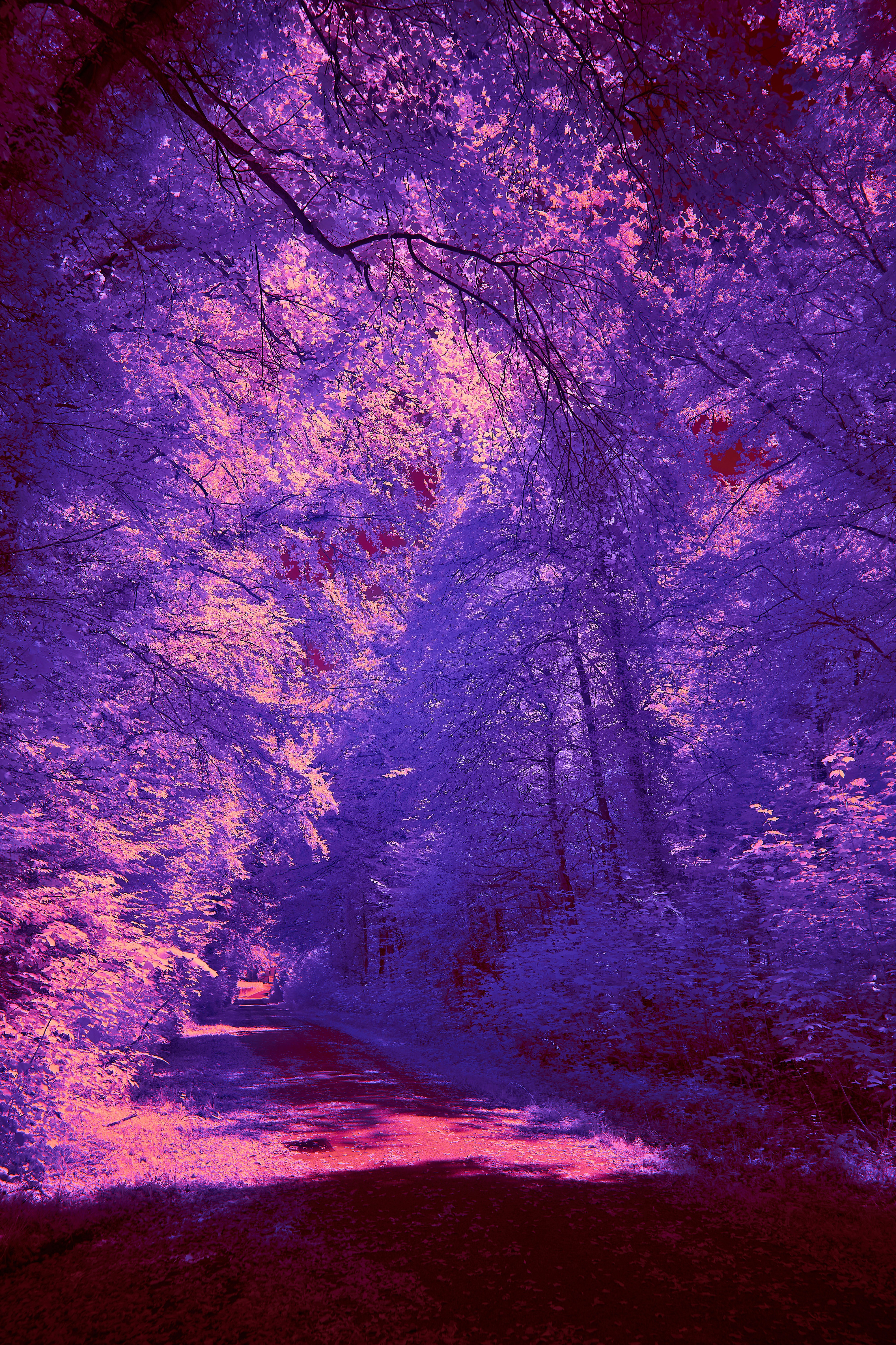 Photo by wolfgang_hasselmann