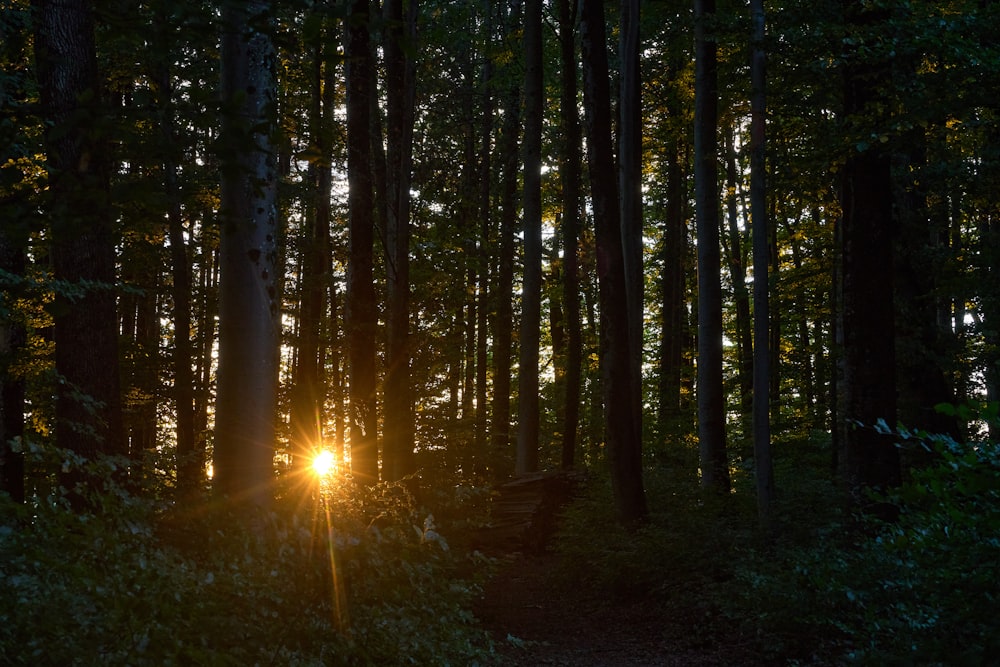 a forest with a bright light