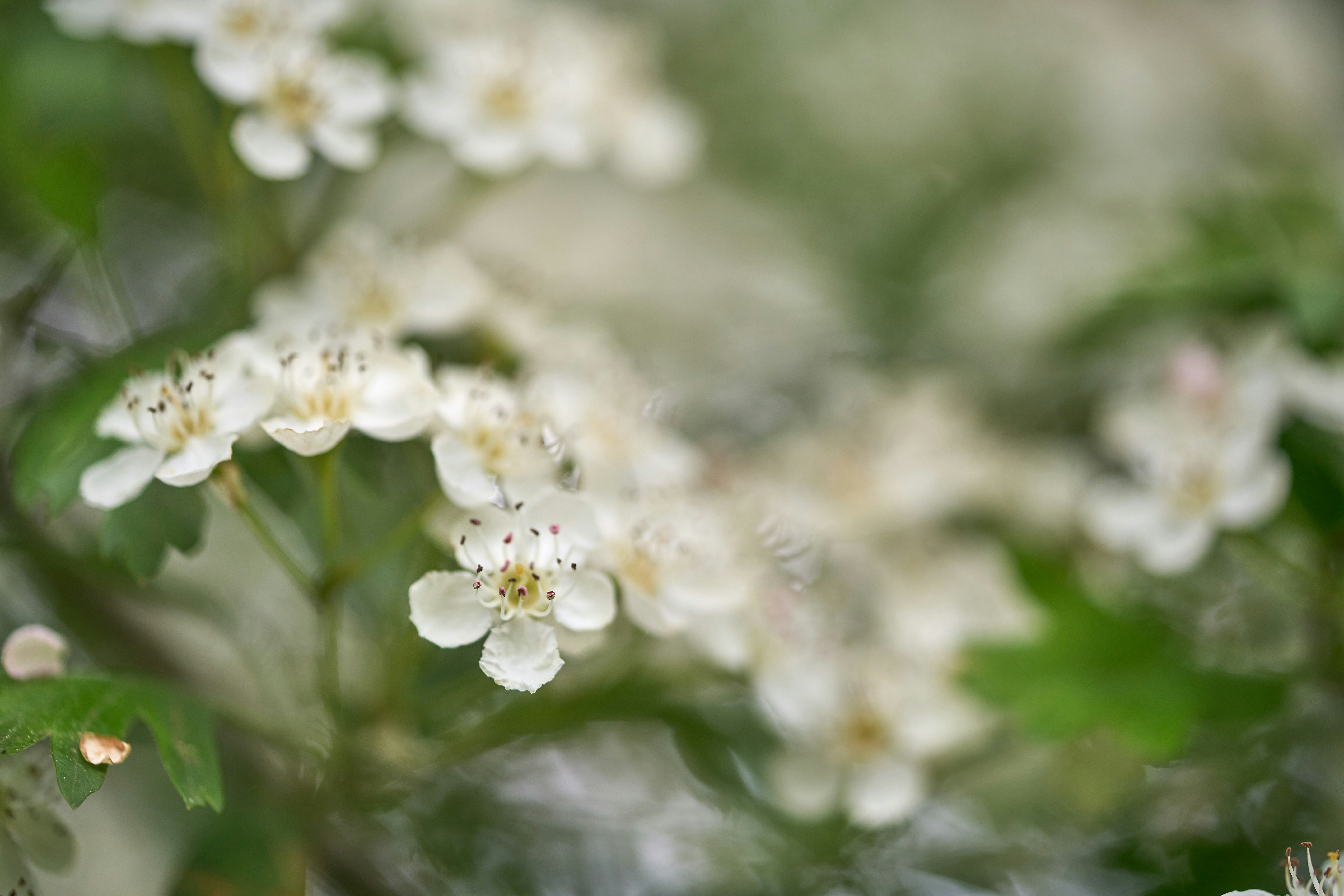 Photo by wolfgang_hasselmann