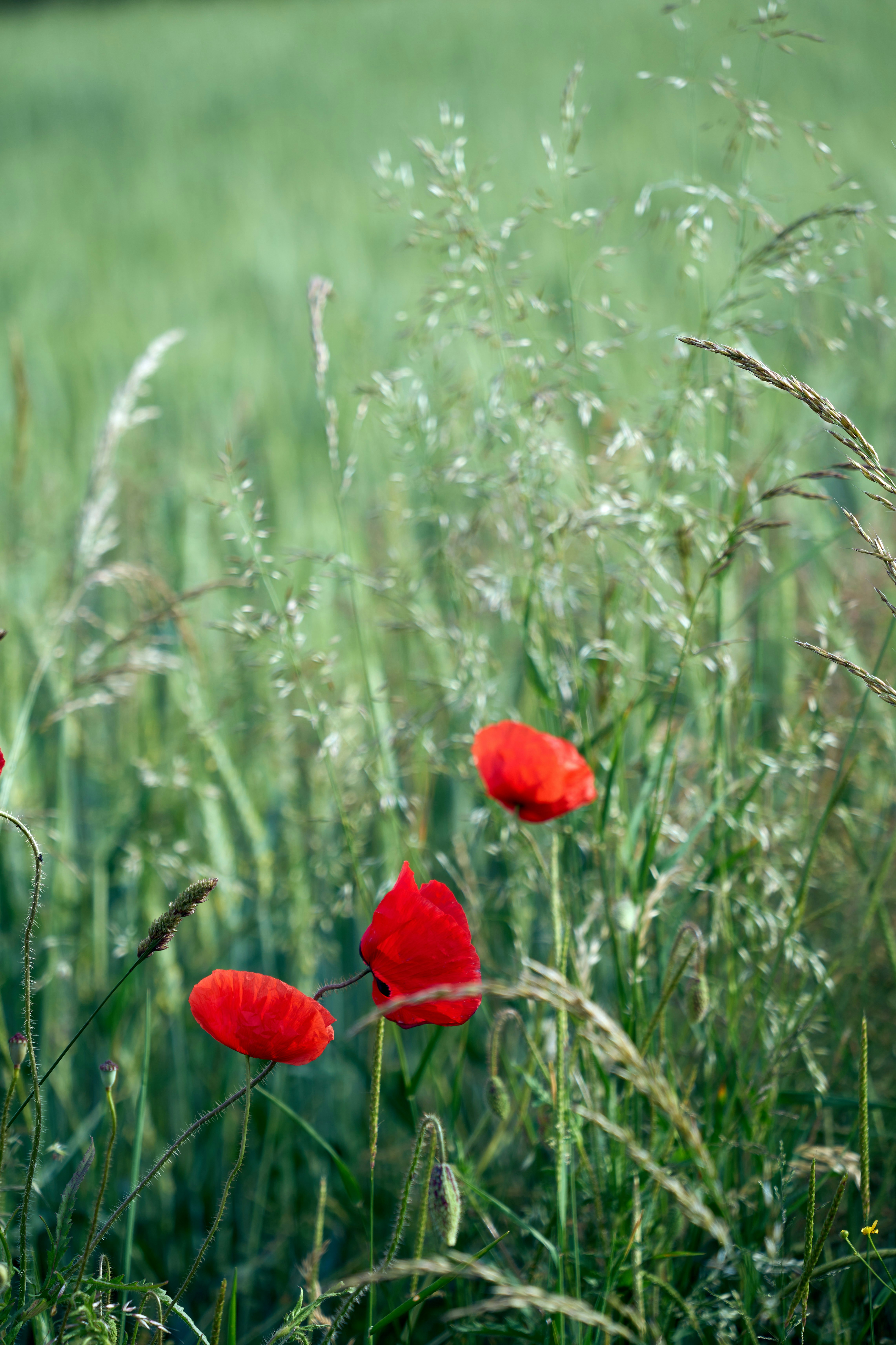 Photo by wolfgang_hasselmann