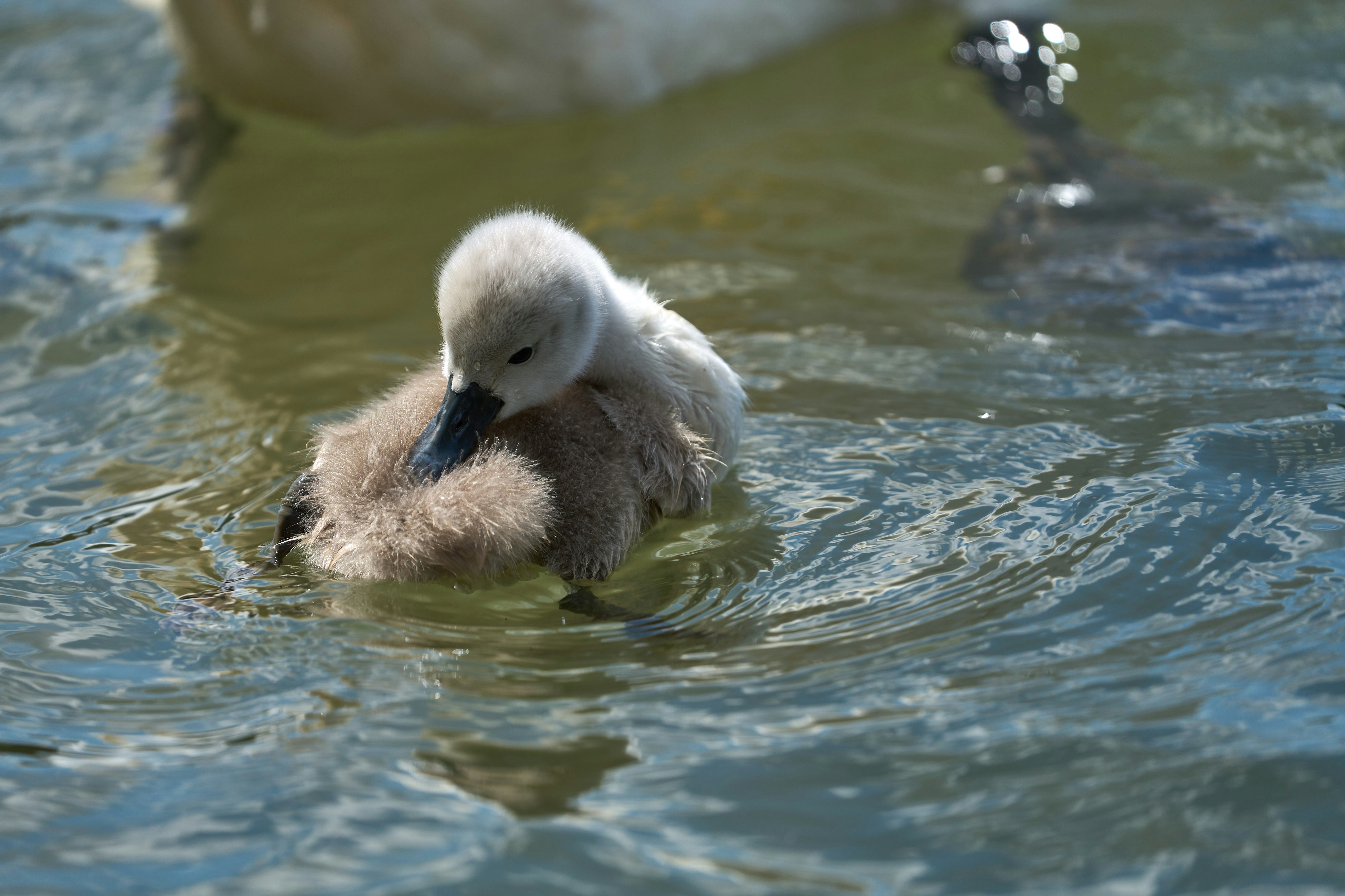 Photo by wolfgang_hasselmann