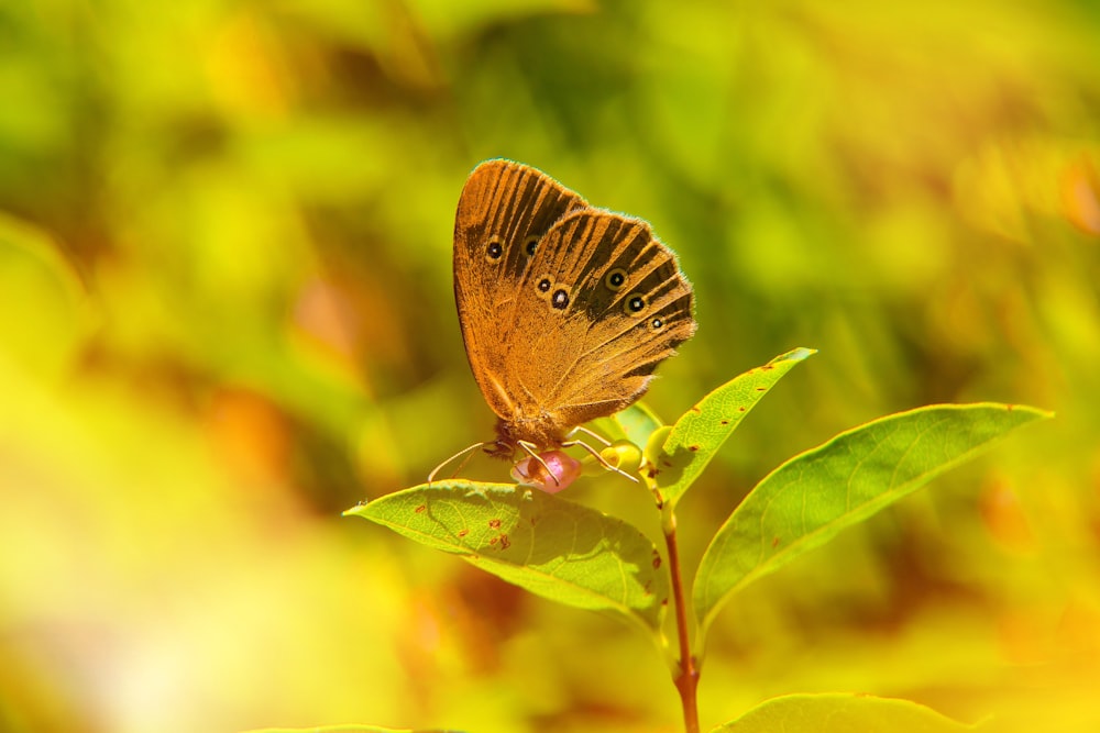 una mariposa en una planta