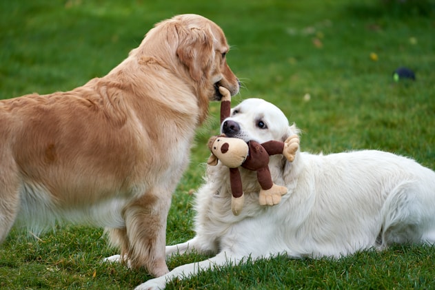 a couple of dogs playing in the grass
