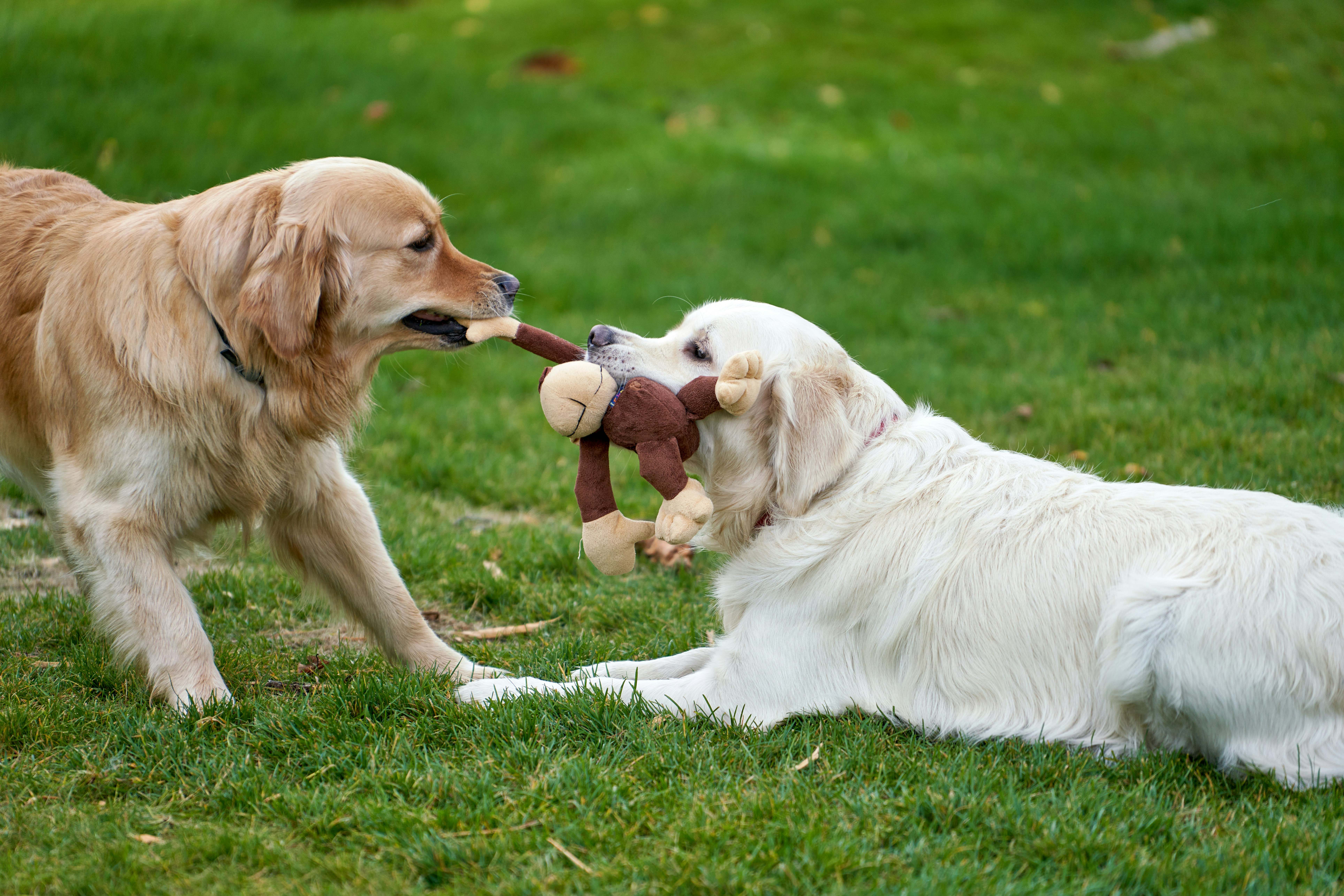 Two dogs being safely separated using proper technique