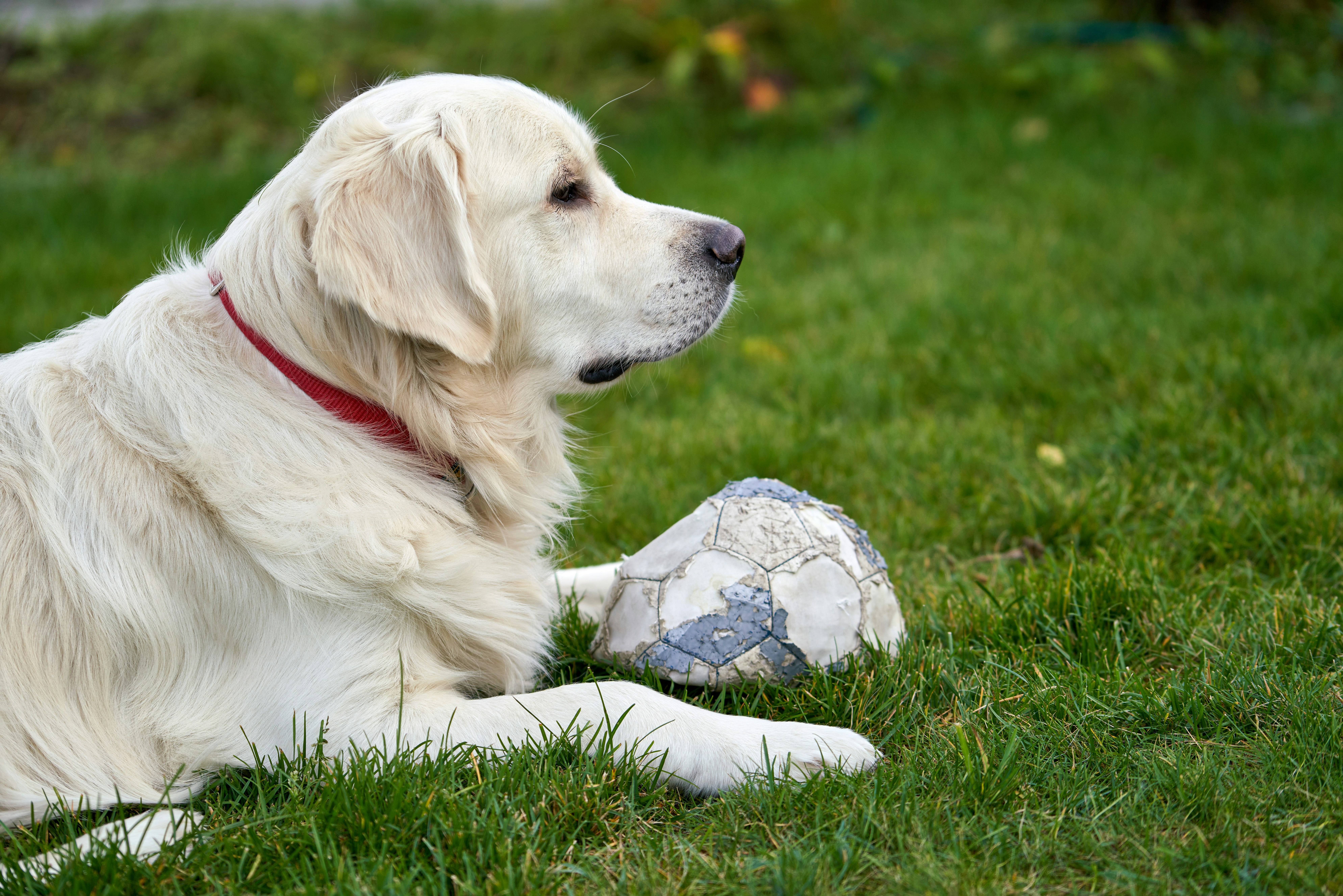 Golden retriever lying beside a football