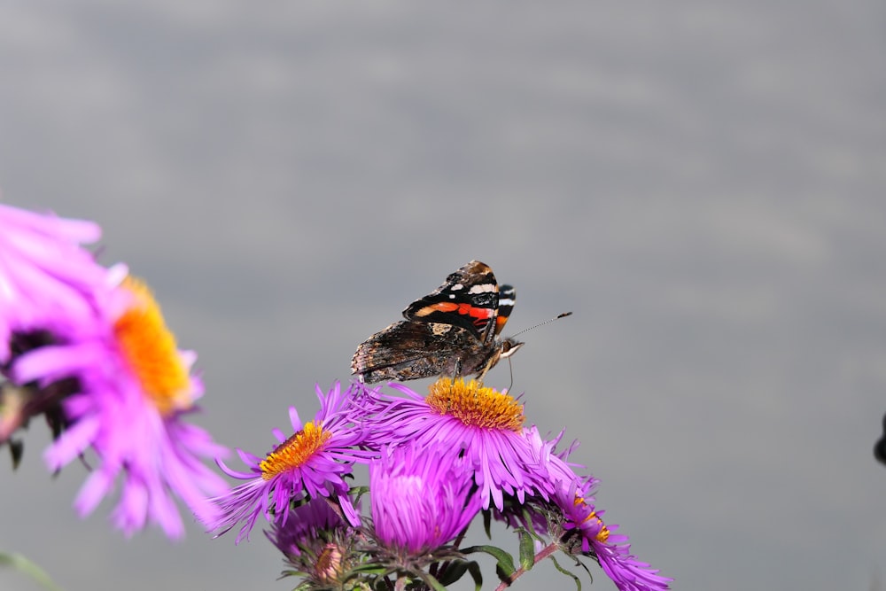 a butterfly on a flower