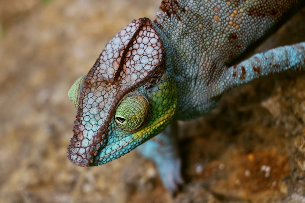 a colorful snake with a black head