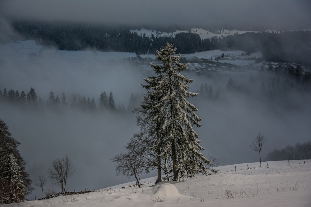 a snowy landscape with trees and fog