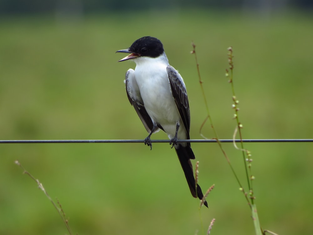 a bird sits on a wire