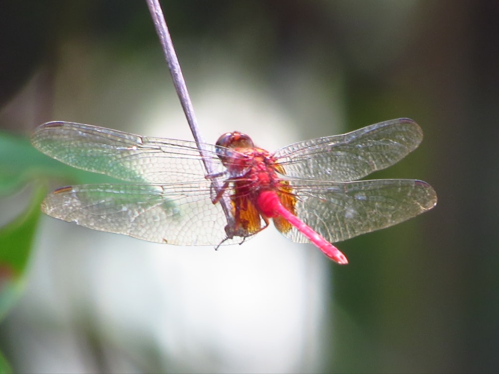 a red and black dragonfly on a leaf