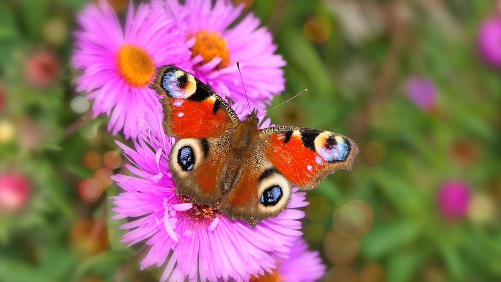 Ein Schmetterling auf einer Blume