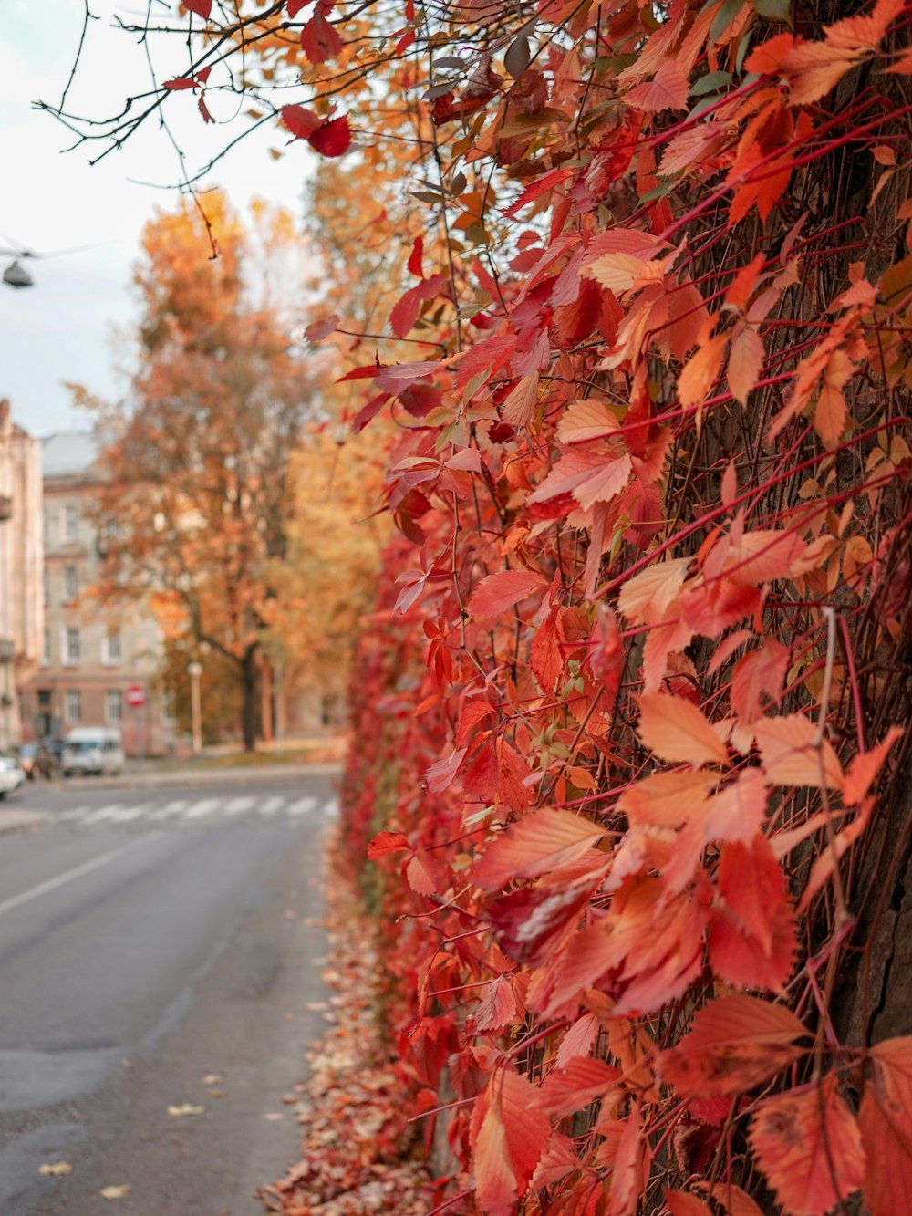 a tree with red leaves