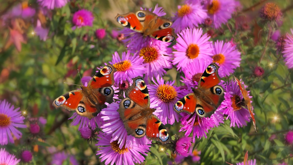 a group of butterflies on a flower