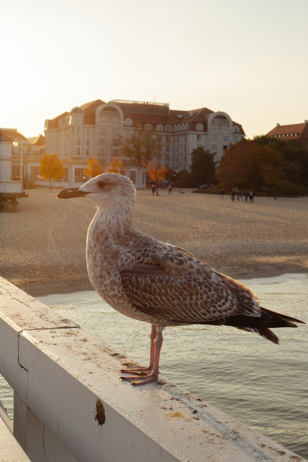 a bird standing on a ledge