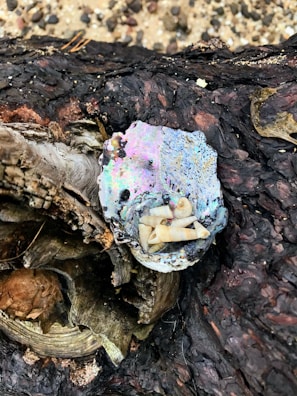 Shell trinket dishes featuring layered photography and vibrant ink patterns.