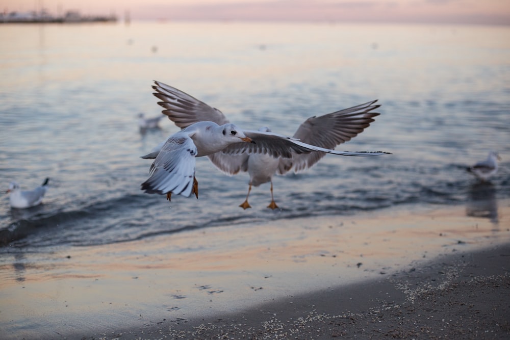 birds flying over water