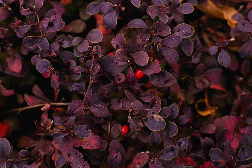 a close up of some berries