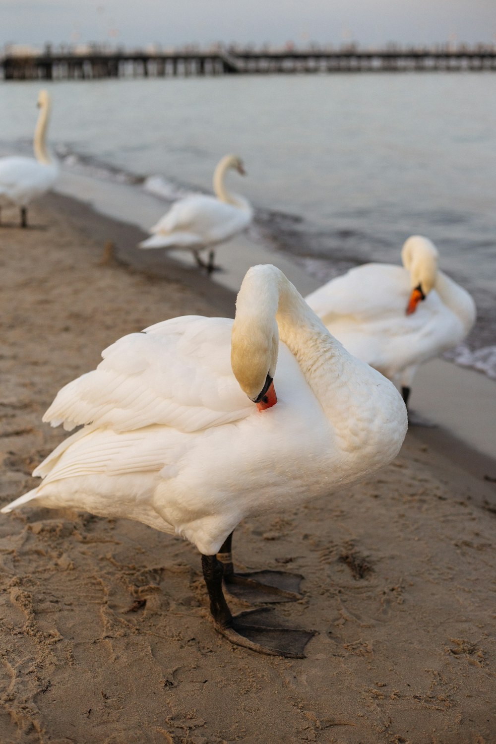 a group of white birds on a beach