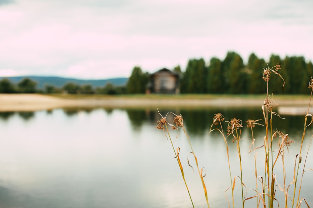 a field of wheat in front of a lake